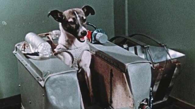 First animal in orbit (Laika the dog)