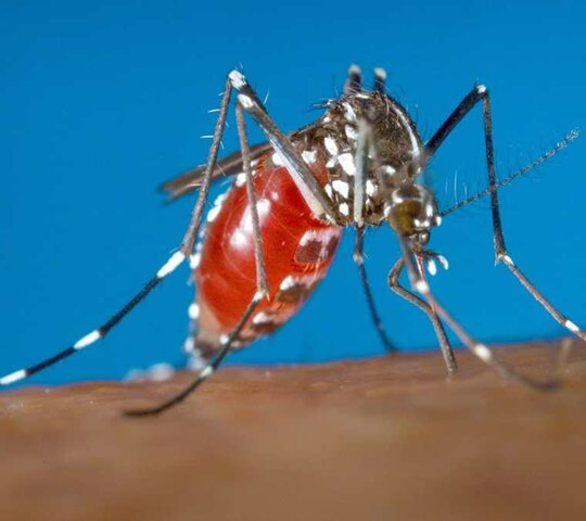 Vacuna contra el dengue