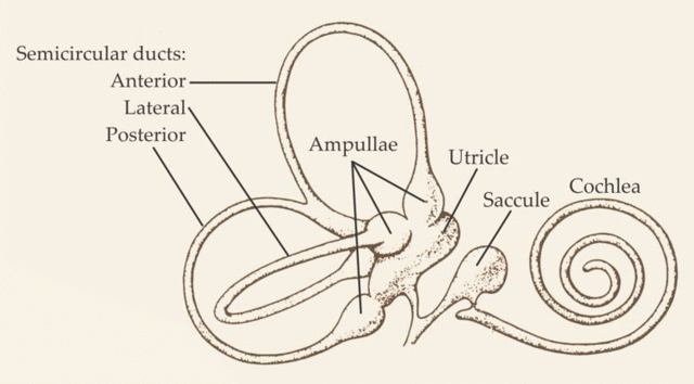 Inner Ear Anatomy - The Body's Perception of Motion