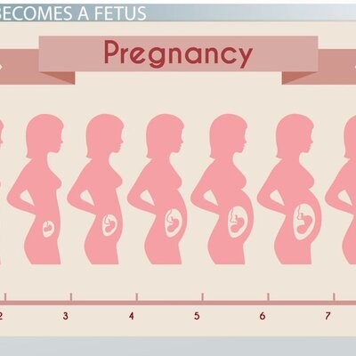 Timeline: Prenatal Development Timeline