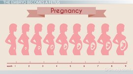 Timeline: Prenatal Development Timeline