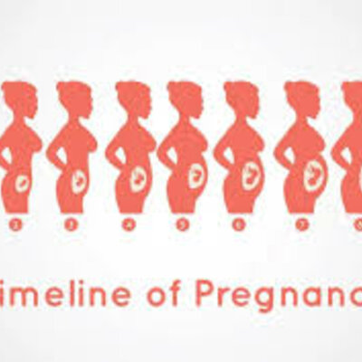 Timeline: Prenatal Development Timeline