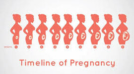 Timeline: Prenatal Development Timeline