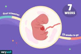 prenatal development week 7