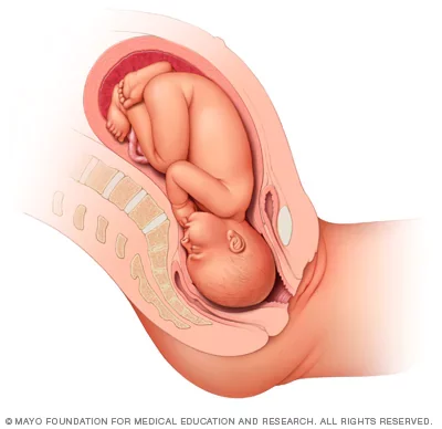 39-40 weeks