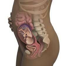 HALFWAY 23-27 weeks