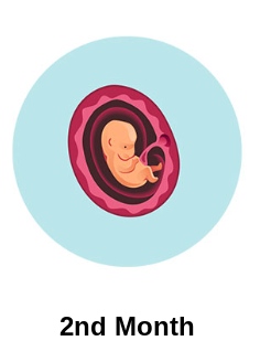 Second month (weeks 5-8)
