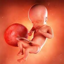 20-21 weeks pregnant