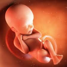 22-24 weeks pregnant