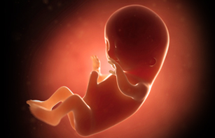 Third month (weeks 9-12)