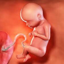 28-29 weeks pregnant