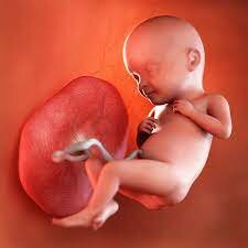 31-32 weeks pregnant