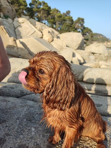 Tinc un gos - Nírix!