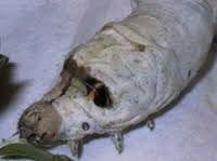 Teoría del germen de la enfermedad