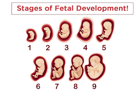 Fetal Stage