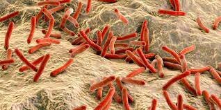 Desarrollo de tratamientos para la lepra