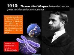 1910: Thomas Hunt Morgan demuestra que los genes residen en los cromosomas.