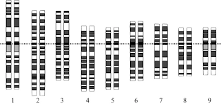 Primer Borrador de la Secuencia del Genoma Humano,