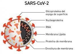 Vacuna contra el Sars-CoV-2, coronavirus que produce la enfermedad Covid-19.