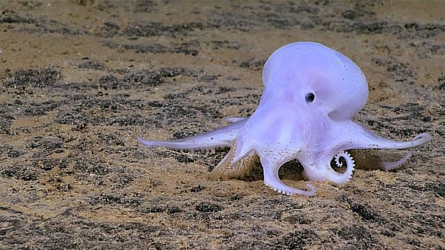 La NOAA encontró especies en el fondo del océano pacifico, como ser una nueva especie de pulpo, medusa y calamar