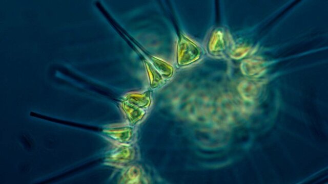 Los mixotrofos son unas de las mayores incógnitas entre los organismos descubiertos hasta el momento