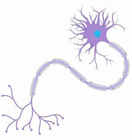 EL SURGIMIENTO DE LAS PRIMERAS NEURONAS EVOLUTIVAS