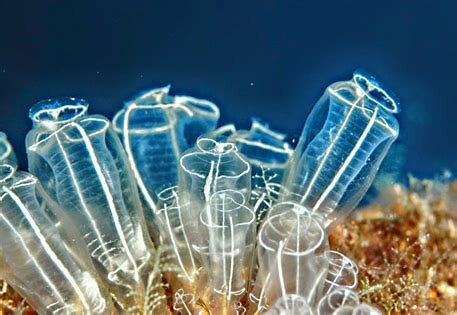 EL SURGIMIENTO DE LA PRIMERA AGRUPACIÓN NEURONAL BASICA