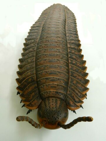 Arthropleura