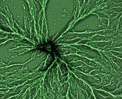 Esimesed üherakulised organismid