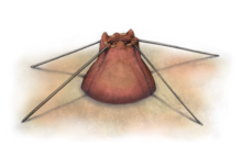 Esimesed skeletiga organismid