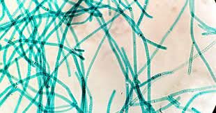 Aparición de la fotosíntesis