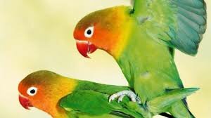 Aparición de la reproducción sexual