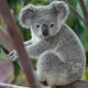Koala 2b01
