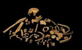 Homo antecesor (encontrado en la gran Dolina de Atapuerca)