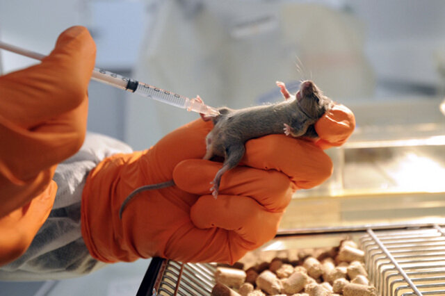 Los ratones y la genética