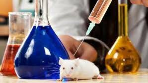 La penicilina protege a los ratones frente a las infecciones