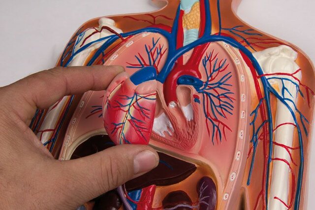 Sistema circulatorio
