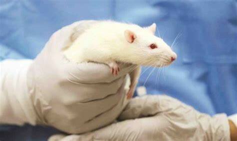 Los ratones y la genetica