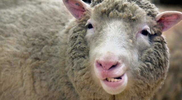La clnacion de la oveja Dolly