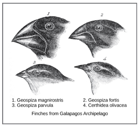 Theory of Natural Selection