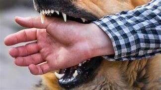 Vacuna contra la rabia