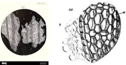 La publicacío dels primers dibuixos de cèl·lules mortes de talls de suro.