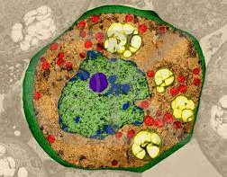 Primera observacio del interior d'una cèl·lula