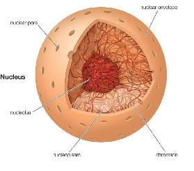 El primer nucli descivit i observat
