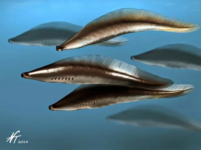 Esimesed selgroogsed