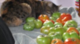 Timeline: Art Images: Final