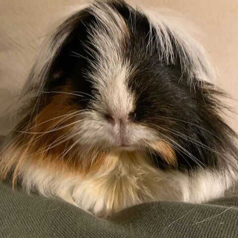 Tinc la Nala (Conillet d'Índies)