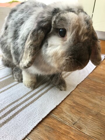 La meva primera mascota, el Bongo