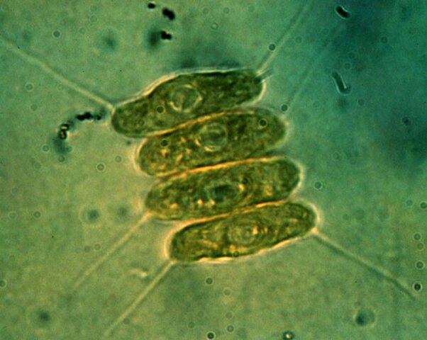 Esimesed mitmerakulised organismid