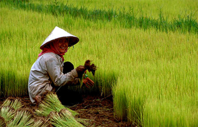 fast ripening rice